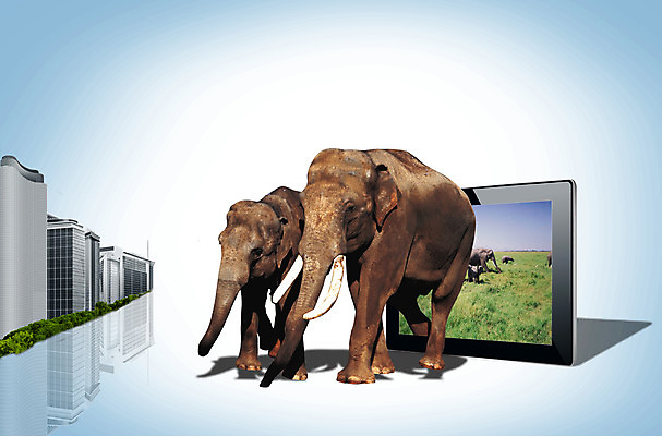 PSD 식물 동물 편집이미지 척추동물 건축물 야생동물 두마리 포유류 코끼리 뿔 정보기술 그림자 빌딩 잔디 초원 사람없음 건물 반사 스크린 텔레비전 풀 스마트 영상 상아 영상물 이미지편집 건축 컨셉 2 기술 전자제품 파일형식