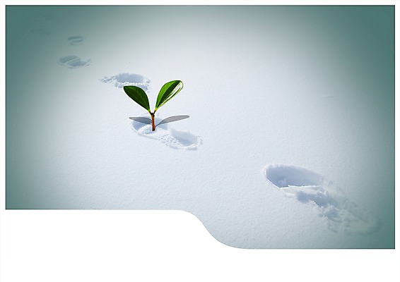 PSD 편집이미지 계절 겨울 자국 자연 풍경 사람없음 쌓기 새싹 설원 눈 풀 발자국 눈길 이미지편집 자연요소 식물 길 모션 날씨 눈_날씨 생태계 파일형식