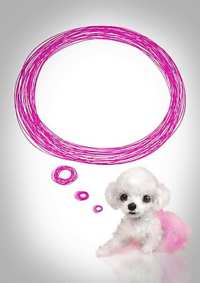 PSD 동물 편집이미지 한마리 배너 반려견 컬러 말풍선 생각 포유류 상상 안내 프레임 사람없음 반려동물 흰색 개 강아지 알림 푸들 반려 이미지편집 1 파일형식