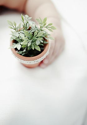 포토 JPG 스튜디오촬영 나무 식물 손 화분 화초 한손 실내 들기 사람 손짓 근접촬영 아웃포커스 신체부위 아기용품 아기 풀 국내포토 뷰포인트 모션 촬영기법 내부 오브젝트 파일형식