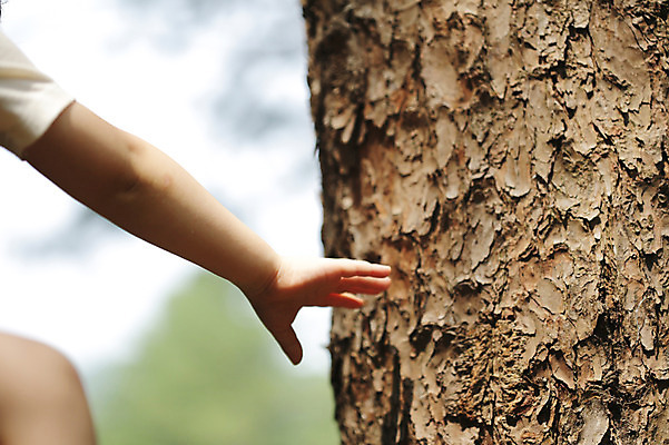 포토 JPG 주간 나무 식물 라이프스타일 손 어린이 신체 자연 휴식 한명 사람 야외 아웃포커스 신체부위 숲속 숲 상쾌 나무기둥 나무껍질 팔 어린이만 국내포토 자연요소 1 감정 컨셉 촬영기법 생활 껍질 생태계 파일형식