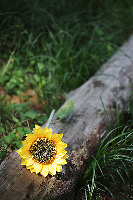포토 JPG 주간 나무 식물 꽃 컬러 한송이 자연 휴식 해바라기 사람없음 야외 아웃포커스 노란색 풀 숲속 숲 상쾌 국내포토 자연요소 1 감정 컨셉 촬영기법 생태계 송이 파일형식