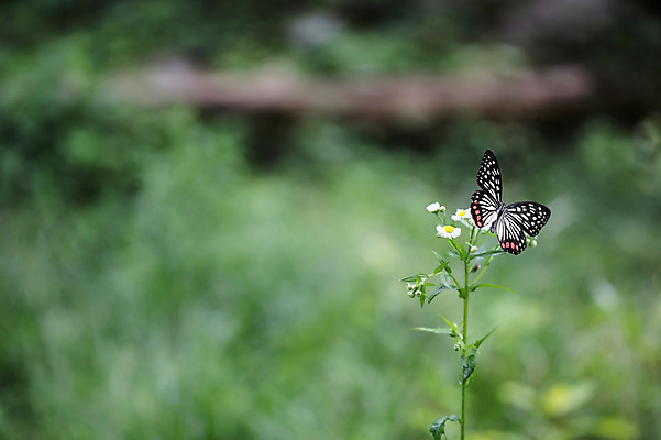 포토 JPG 주간 나무 식물 동물 한마리 꽃 나비 곤충 백그라운드 무늬 자연 근접촬영 사람없음 야외 아웃포커스 흰색 관찰 풀 호랑나비 국내포토 자연요소 1 뷰포인트 컬러 모션 촬영기법 생태계 파일형식