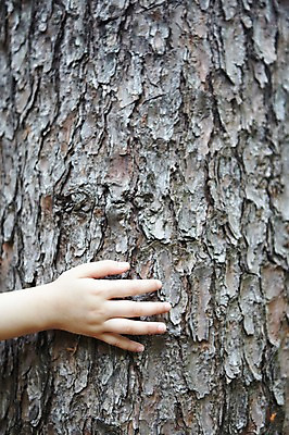 포토 JPG 주간 나무 식물 손 어린이 손가락 자연 표면 한명 사람 손짓 야외 신체부위 만지기 껍질 관찰 체험학습 나무껍질 어린이만 국내포토 자연요소 1 모션 체험 생태계 파일형식
