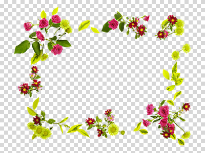 식물 편집 편집이미지 꽃 액자 백그라운드 꽃백그라운드 자연 사각프레임 프레임 틀 사람없음 컬러풀 장미 소국 식물백그라운드 PNG 과꽃 편집소스 컬러 사각형 생태계 파일형식