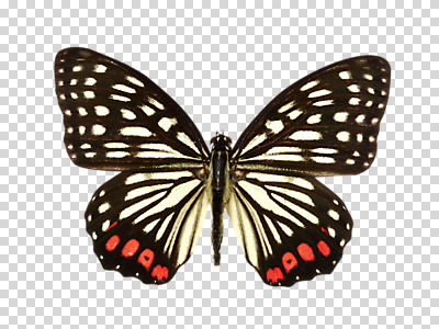 동물 편집 편집이미지 한마리 나비 곤충 백그라운드 무늬 자연 사람없음 PNG 왕오색나비 편집소스 1 생태계 파일형식
