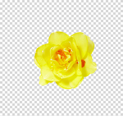 식물 편집 편집이미지 꽃 컬러 백그라운드 꽃백그라운드 자연 사람없음 노란색 식물백그라운드 수선화 PNG 편집소스 생태계 파일형식