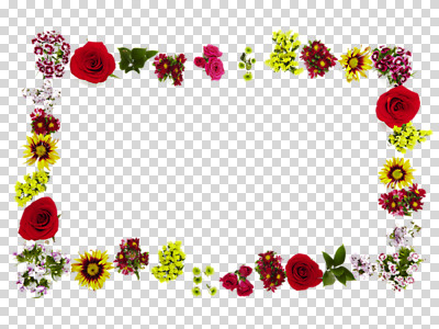 식물 편집 편집이미지 꽃 액자 백그라운드 꽃백그라운드 자연 사각프레임 프레임 틀 사람없음 컬러풀 장미 소국 식물백그라운드 PNG 과꽃 스타티스 편집소스 컬러 사각형 생태계 파일형식