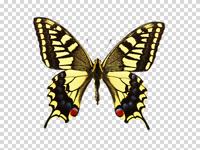동물 편집 편집이미지 한마리 나비 곤충 백그라운드 무늬 자연 사람없음 호랑나비 PNG 산호랑나비 편집소스 1 생태계 파일형식
