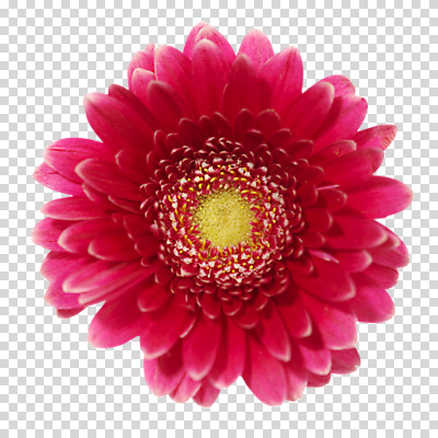 식물 편집 편집이미지 꽃 분홍색 컬러 백그라운드 꽃백그라운드 자연 사람없음 식물백그라운드 거베라 PNG 편집소스 생태계 파일형식