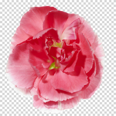 식물 편집 편집이미지 꽃 분홍색 컬러 백그라운드 꽃백그라운드 자연 사람없음 카네이션 식물백그라운드 PNG 편집소스 생태계 파일형식