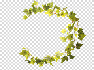 식물 편집 편집이미지 백그라운드 잎 자연 프레임 틀 사람없음 덩굴 식물백그라운드 아이비 PNG 편집소스 생태계 파일형식