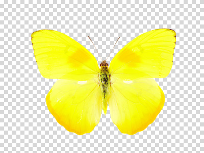 동물 편집 편집이미지 한마리 컬러 나비 곤충 백그라운드 자연 사람없음 노란색 PNG 필레아노랑나비 편집소스 1 생태계 파일형식