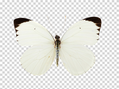 동물 편집 편집이미지 한마리 컬러 나비 곤충 백그라운드 자연 사람없음 흰색 PNG 부니아에큰흰나비 편집소스 1 생태계 파일형식