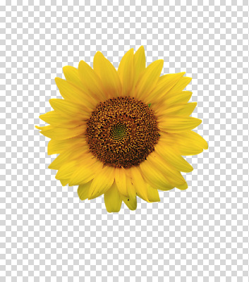 식물 편집 편집이미지 꽃 컬러 백그라운드 꽃백그라운드 자연 해바라기 사람없음 노란색 식물백그라운드 PNG 편집소스 생태계 파일형식