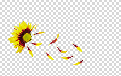 식물 편집 편집이미지 꽃잎 꽃 컬러 백그라운드 꽃백그라운드 자연 국화 사람없음 노란색 소국 식물백그라운드 PNG 편집소스 생태계 파일형식