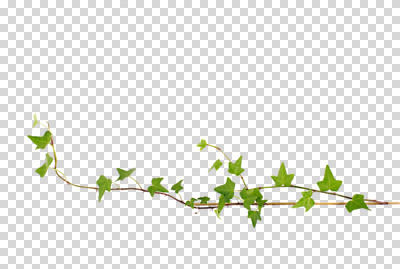 식물 편집 편집이미지 백그라운드 잎 자연 프레임 사람없음 덩굴 식물백그라운드 아이비 PNG 편집소스 생태계 파일형식