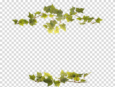 식물 편집 편집이미지 백그라운드 잎 자연 프레임 틀 사람없음 덩굴 식물백그라운드 아이비 PNG 편집소스 생태계 파일형식