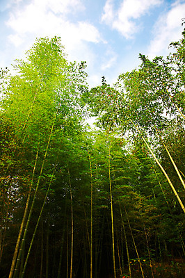 포토 JPG 주간 나무 식물 구름 백그라운드 자연 하늘 여러그루 풍경 사람없음 야외 초록색 연두색 숲속 숲 전라도 전라남도 대나무 대나무숲 담양 죽림원 국내포토 자연요소 컬러 다수 한국 생태계 파일형식