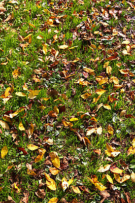 포토 JPG 주간 나무 식물 계절 백그라운드 낙엽 잎 자연 나뭇잎 풍경 잔디 초원 사람없음 야외 가을풍경 가을 풀 떨어짐 전라도 전라남도 금성산성 국내포토 자연요소 컨셉 한국 생태계 담양 산성 파일형식 가을_계절