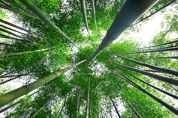 포토 JPG 주간 나무 식물 구름 로우앵글 백그라운드 자연 하늘 여러그루 풍경 사람없음 야외 초록색 연두색 숲속 숲 전라도 전라남도 대나무 대나무숲 담양 죽림원 국내포토 자연요소 뷰포인트 컬러 다수 한국 생태계 파일형식