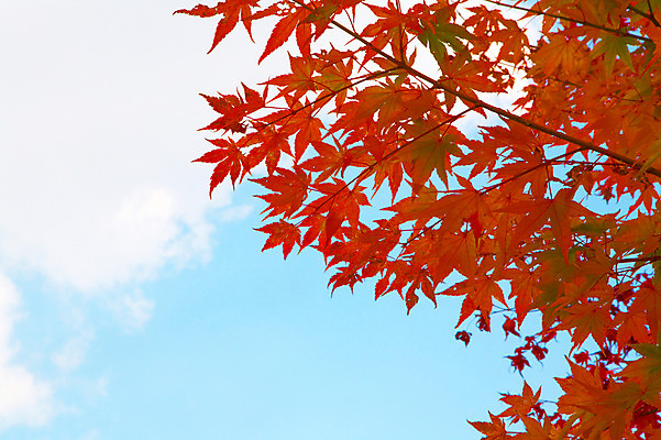 포토 JPG 주간 나무 식물 구름 계절 백그라운드 단풍 잎 자연 하늘 단풍나무 풍경 사람없음 야외 가을풍경 가을 나뭇가지 전라북도 전라도 내장산 국내포토 자연요소 산 한국 생태계 파일형식 가을_계절