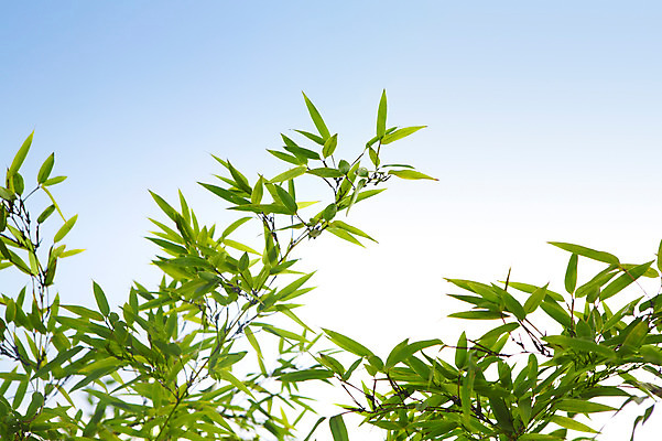 포토 JPG 주간 나무 식물 구름 백그라운드 잎 자연 하늘 나뭇잎 풍경 사람없음 야외 초록색 연두색 햇빛 반사 나뭇가지 전라도 전라남도 대나무 담양 대나무잎 죽림원 국내포토 자연요소 컬러 한국 태양 생태계 파일형식