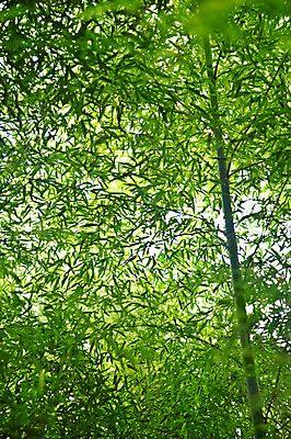 포토 JPG 주간 나무 식물 구름 백그라운드 잎 자연 하늘 나뭇잎 여러그루 풍경 사람없음 야외 초록색 연두색 햇빛 반사 숲속 숲 전라도 전라남도 대나무 대나무숲 담양 대나무잎 죽림원 국내포토 자연요소 컬러 다수 한국 태양 생태계 파일형식