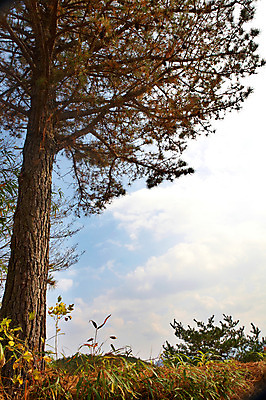 포토 JPG 주간 나무 식물 구름 백그라운드 자연 하늘 한그루 풍경 사람없음 야외 나뭇가지 소나무 풀 전라도 전라남도 금성산성 국내포토 자연요소 1 한국 생태계 담양 산성 파일형식