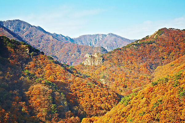 포토 JPG 주간 나무 식물 계절 백그라운드 단풍 자연 단풍나무 산 풍경 사람없음 야외 가을풍경 가을 전라북도 전라도 산등성이 내장산 국내포토 자연요소 잎 한국 생태계 파일형식 가을_계절