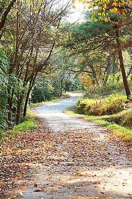 포토 JPG 주간 나무 식물 계절 길 백그라운드 낙엽 잎 자연 나뭇잎 풍경 사람없음 야외 가을풍경 산책로 가을 나뭇가지 떨어짐 숲 오솔길 전라도 전라남도 금성산성 국내포토 자연요소 컨셉 한국 생태계 담양 산성 파일형식 가을_계절