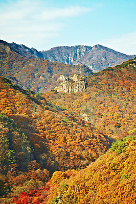 포토 JPG 주간 나무 식물 계절 백그라운드 단풍 자연 단풍나무 산 풍경 사람없음 야외 가을풍경 가을 전라북도 전라도 산등성이 내장산 국내포토 자연요소 잎 한국 생태계 파일형식 가을_계절