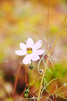 포토 JPG 주간 식물 동물 한마리 꽃 컬러 곤충 백그라운드 한송이 절지류 자연 풍경 근접촬영 사람없음 야외 아웃포커스 흰색 풀 꿀벌 벌 전라북도 전라도 코스모스 내장산 국내포토 자연요소 1 뷰포인트 산 한국 촬영기법 벌_곤충 생태계 송이 파일형식