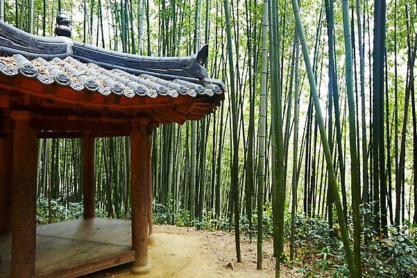 포토 JPG 주간 나무 식물 건축물 백그라운드 자연 여러그루 풍경 사람없음 야외 건물 초록색 연두색 햇빛 반사 숲속 숲 전라도 전라남도 대나무 정자 대나무숲 담양 죽림원 팔각정 국내포토 자연요소 건축 컬러 다수 한국 태양 생태계 정자_건축물 파일형식