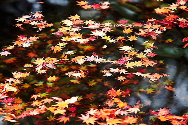 포토 JPG 주간 나무 식물 계절 호수 백그라운드 단풍 낙엽 잎 자연 나뭇잎 풍경 사람없음 야외 물 강 햇빛 반사 가을풍경 계곡 가을 개울 수면 전라북도 전라도 내장산 국내포토 자연요소 산 한국 태양 생태계 파일형식 가을_계절