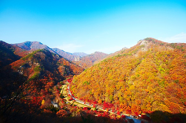 포토 JPG 주간 나무 식물 계절 도로 길 백그라운드 단풍 잎 자연 단풍나무 산 풍경 사람없음 야외 가을풍경 차도 가을 전라북도 전라도 산등성이 내장산 국내포토 자연요소 교통시설 한국 생태계 파일형식 가을_계절