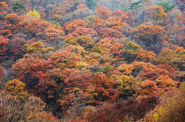 포토 JPG 주간 나무 식물 계절 백그라운드 단풍 자연 단풍나무 산 풍경 사람없음 야외 가을풍경 가을 나뭇가지 숲 전라북도 전라도 산속 내장산 국내포토 자연요소 잎 한국 생태계 파일형식 가을_계절