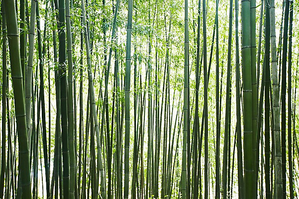 포토 JPG 주간 나무 식물 백그라운드 자연 여러그루 풍경 사람없음 야외 초록색 연두색 숲속 숲 전라도 전라남도 대나무 대나무숲 담양 죽림원 국내포토 자연요소 컬러 다수 한국 생태계 파일형식