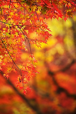 포토 JPG 주간 나무 식물 계절 컬러 백그라운드 단풍 잎 자연 단풍나무 풍경 근접촬영 사람없음 야외 아웃포커스 빨간색 가을풍경 가을 나뭇가지 전라북도 전라도 내장산 국내포토 자연요소 뷰포인트 산 한국 촬영기법 생태계 파일형식 가을_계절