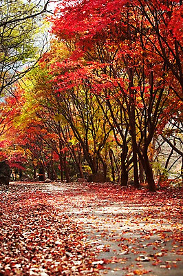 포토 JPG 주간 나무 식물 계절 길 컬러 백그라운드 단풍 낙엽 잎 자연 단풍나무 풍경 사람없음 야외 빨간색 가을풍경 산책로 가을 나뭇가지 숲 전라북도 전라도 내장산 국내포토 자연요소 산 한국 생태계 파일형식 가을_계절