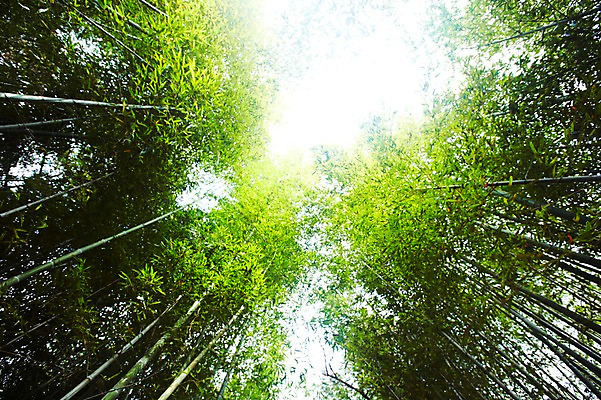 포토 JPG 주간 나무 식물 구름 로우앵글 배경화면 백그라운드 자연 하늘 여러그루 풍경 사람없음 야외 초록색 연두색 햇빛 반사 숲속 숲 전라도 전라남도 대나무 대나무숲 담양 죽림원 국내포토 자연요소 뷰포인트 컬러 다수 한국 태양 생태계 파일형식