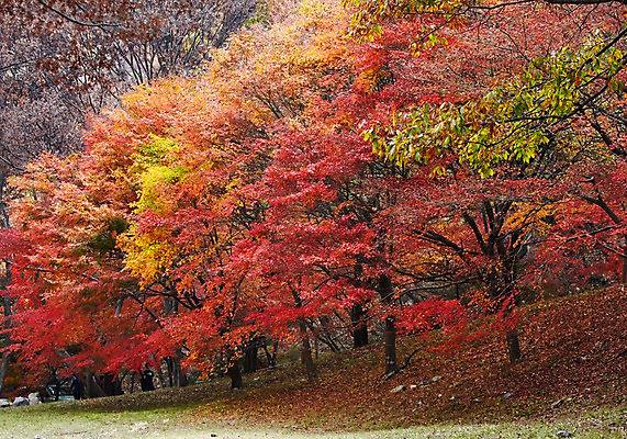 포토 JPG 주간 나무 식물 계절 백그라운드 단풍 잎 자연 단풍나무 풍경 야외 세명 가을풍경 산책 산책로 가을 나뭇가지 숲 전라북도 전라도 산속 내장산 국내포토 자연요소 길 휴식 산 한국 사람 생태계 파일형식 가을_계절