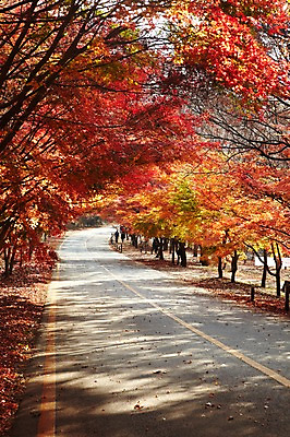 포토 JPG 주간 나무 식물 계절 도로 길 백그라운드 단풍 낙엽 잎 자연 단풍나무 사람 풍경 여러명 야외 가을풍경 산책 산책로 차도 가을 나뭇가지 전라북도 전라도 내장산 차선_도로 국내포토 자연요소 다수 교통시설 휴식 산 한국 생태계 파일형식 가을_계절