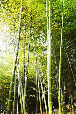 포토 JPG 주간 나무 식물 백그라운드 자연 여러그루 풍경 사람없음 야외 초록색 연두색 햇빛 반사 숲속 숲 전라도 전라남도 대나무 대나무숲 담양 죽림원 국내포토 자연요소 컬러 다수 한국 태양 생태계 파일형식