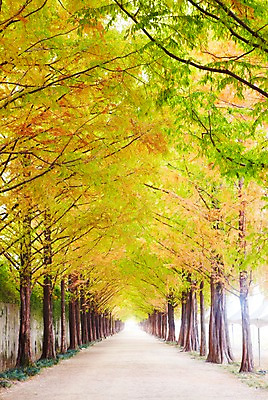 포토 JPG 주간 나무 식물 구름 길 선 컬러 배경화면 백그라운드 자연 하늘 여러그루 풍경 사람없음 야외 초록색 연두색 햇빛 반사 노란색 산책로 나뭇가지 숲 가로수 나란히 메타세콰이어 국내포토 자연요소 다수 태양 생태계 파일형식