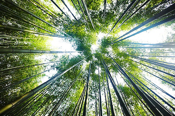 포토 JPG 주간 나무 식물 로우앵글 배경화면 백그라운드 자연 하늘 여러그루 풍경 사람없음 야외 초록색 연두색 햇빛 반사 숲속 숲 전라도 전라남도 대나무 대나무숲 담양 죽림원 국내포토 자연요소 뷰포인트 컬러 다수 한국 태양 생태계 파일형식