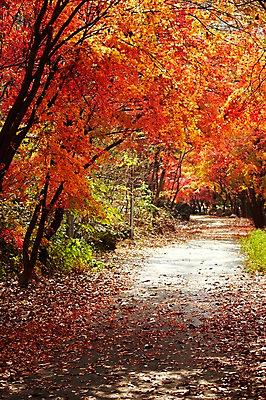 포토 JPG 주간 나무 식물 계절 길 백그라운드 단풍 낙엽 잎 자연 단풍나무 풍경 사람없음 야외 가을풍경 산책로 가을 나뭇가지 숲 전라북도 전라도 내장산 산길 국내포토 자연요소 산 한국 생태계 파일형식 가을_계절