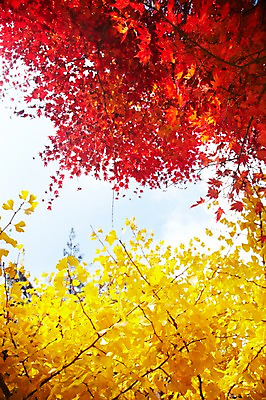 포토 JPG 주간 나무 식물 계절 컬러 백그라운드 단풍 잎 자연 단풍나무 풍경 사람없음 야외 빨간색 노란색 가을풍경 가을 나뭇가지 비교 전라북도 전라도 은행잎 은행나무 내장산 국내포토 자연요소 컨셉 산 한국 생태계 파일형식 가을_계절