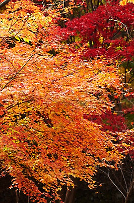포토 JPG 주간 나무 식물 계절 컬러 백그라운드 단풍 잎 자연 단풍나무 풍경 사람없음 야외 빨간색 가을풍경 주황색 가을 나뭇가지 전라북도 전라도 내장산 국내포토 자연요소 산 한국 생태계 파일형식 가을_계절