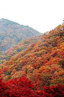 포토 JPG 주간 나무 식물 계절 백그라운드 단풍 자연 단풍나무 산 풍경 사람없음 야외 가을풍경 가을 전라북도 전라도 산등성이 내장산 국내포토 자연요소 잎 한국 생태계 파일형식 가을_계절